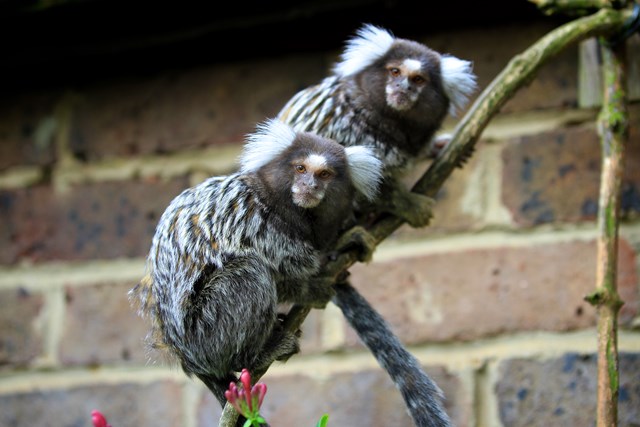 Two marmosets cling to branch 