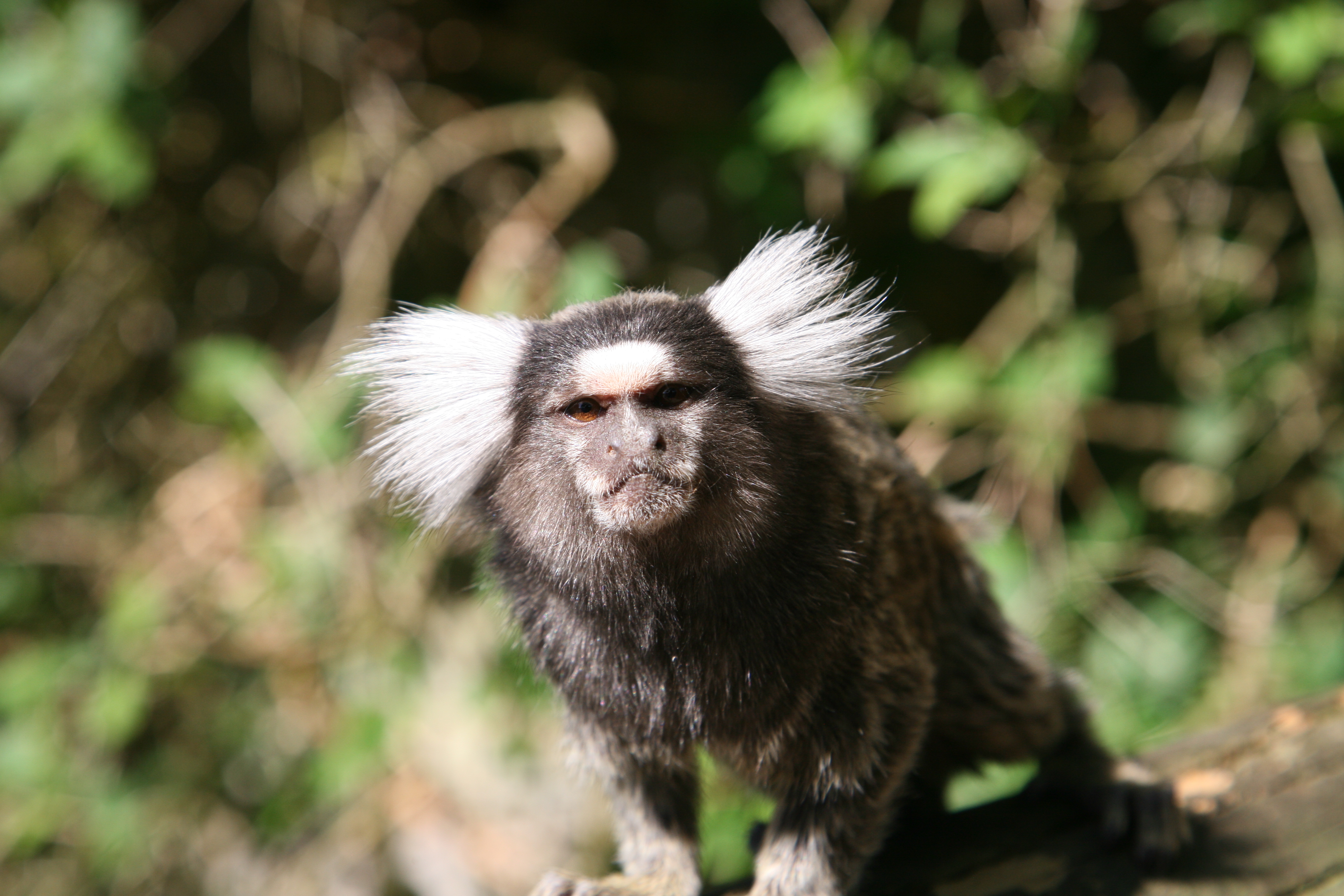 Common Marmoset | Woburn Safari Park