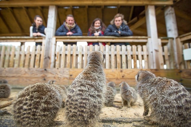 Meerkat mob watch visitors from their enclosure in Desert Springs