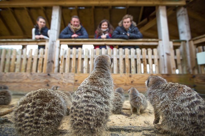 Meerkat mob look up at guests on viewing desk at Desert Springs enclosure 