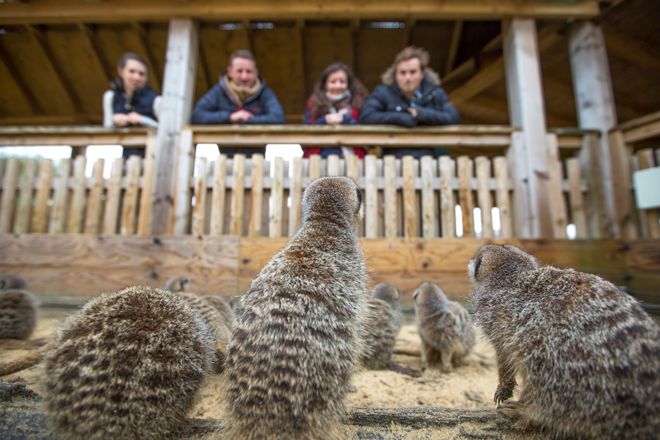 Meerkat mob look up at guests on viewing desk at Desert Springs enclosure 