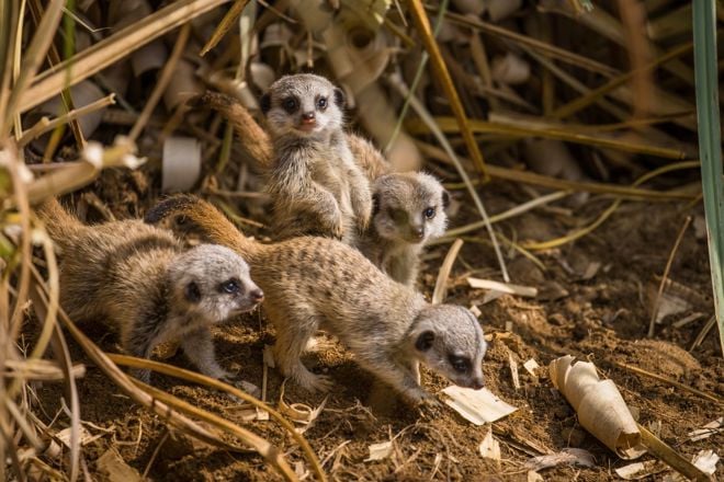 Four tiny meerkat pups explore surroundings of sand and twigs