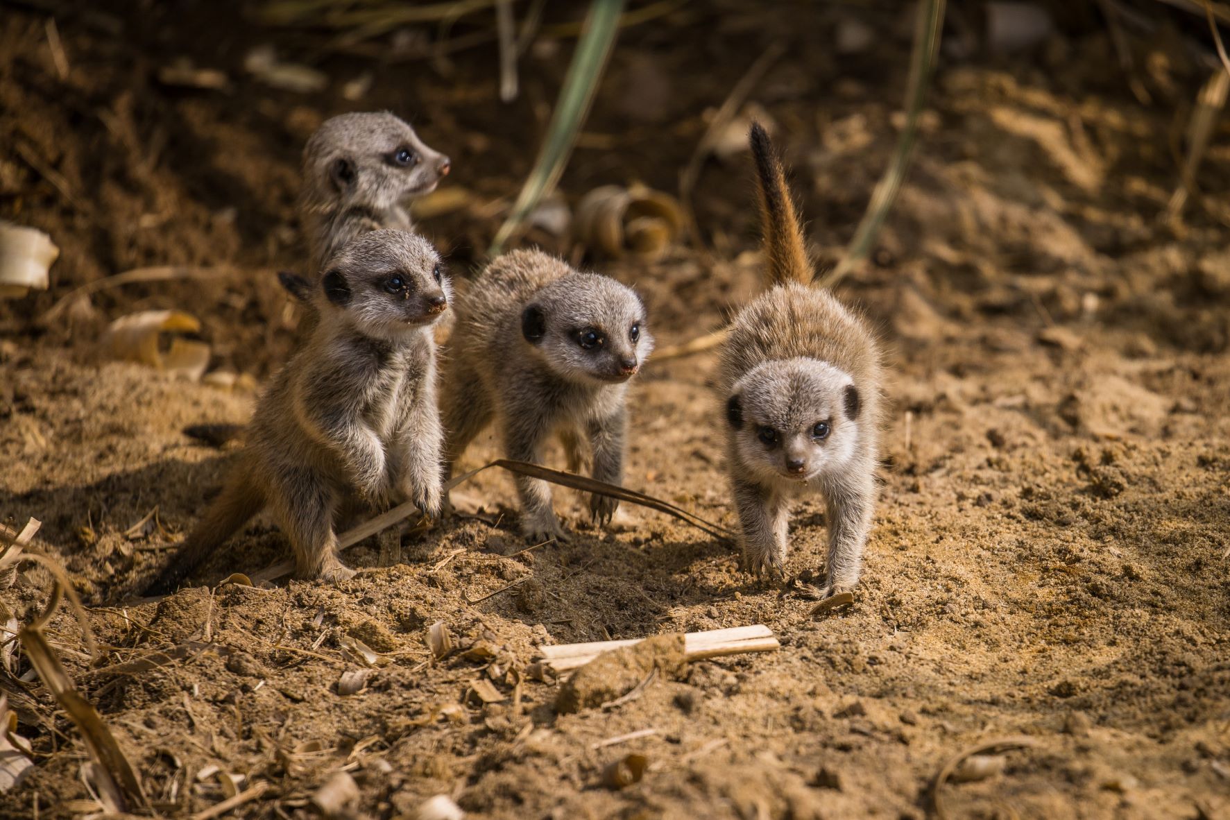 Four meerkat pups born at Woburn Safari Park.jpg