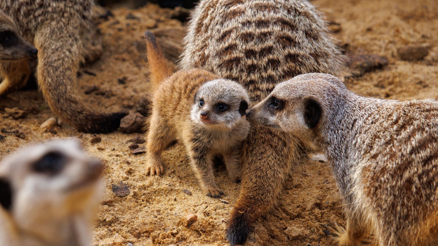 LANDSCAPEWEBRES_MeerkatPup_Single_March2024.jpg