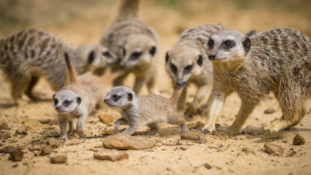 Meerkat family group in Desert Springs 