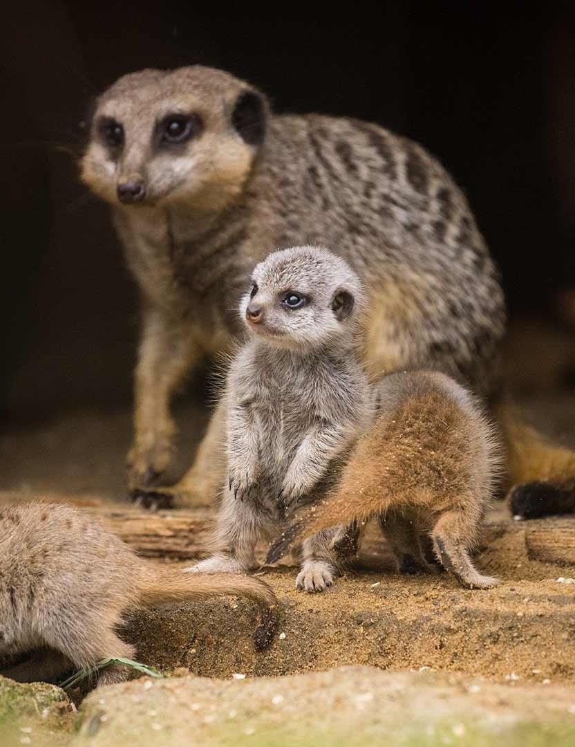 Image of meerkat pup and adult mob 1080pix portrait