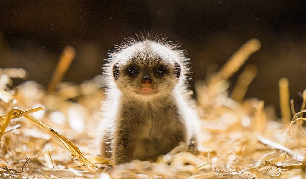 Image of a meerkat pup bathed in light.jpg