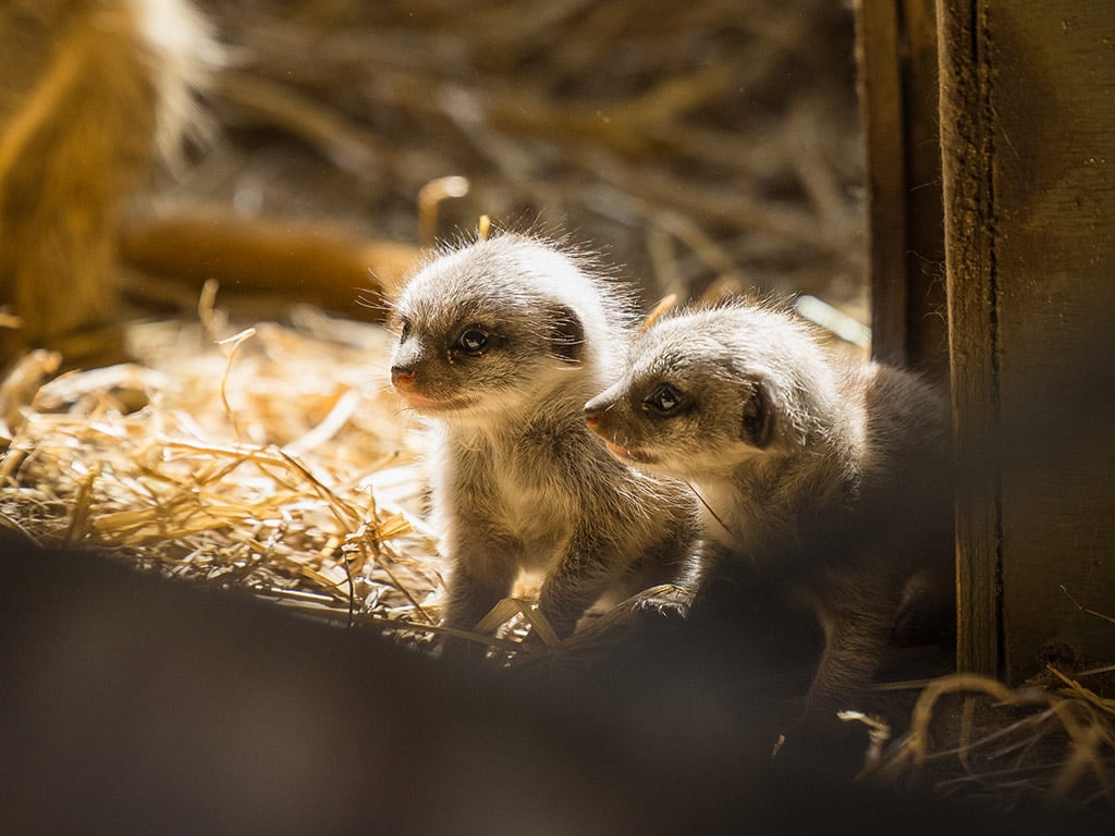 Two meerkat pups peeking through a door.jpg