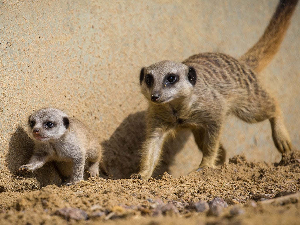 A meerkat pup and older meerkat running along the sand