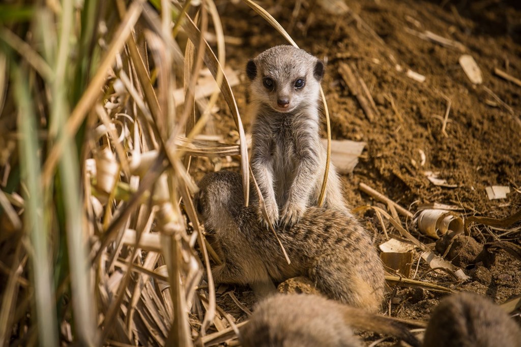 Meerkat pup stands on his hind legs and rests his arms on another meerkat pup crouched below him in the sand and reeds 