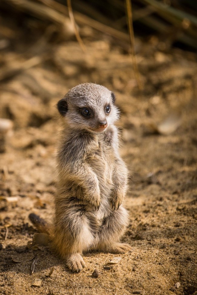Tiny Meerkat stands on it's hind legs against a backdrop of sand 