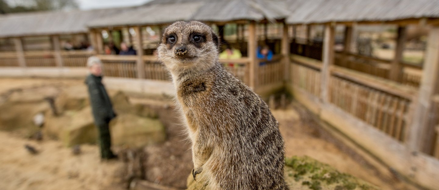 Meerkat stares into camera in Desert Springs enclosure while visitors watch on from viewing platform