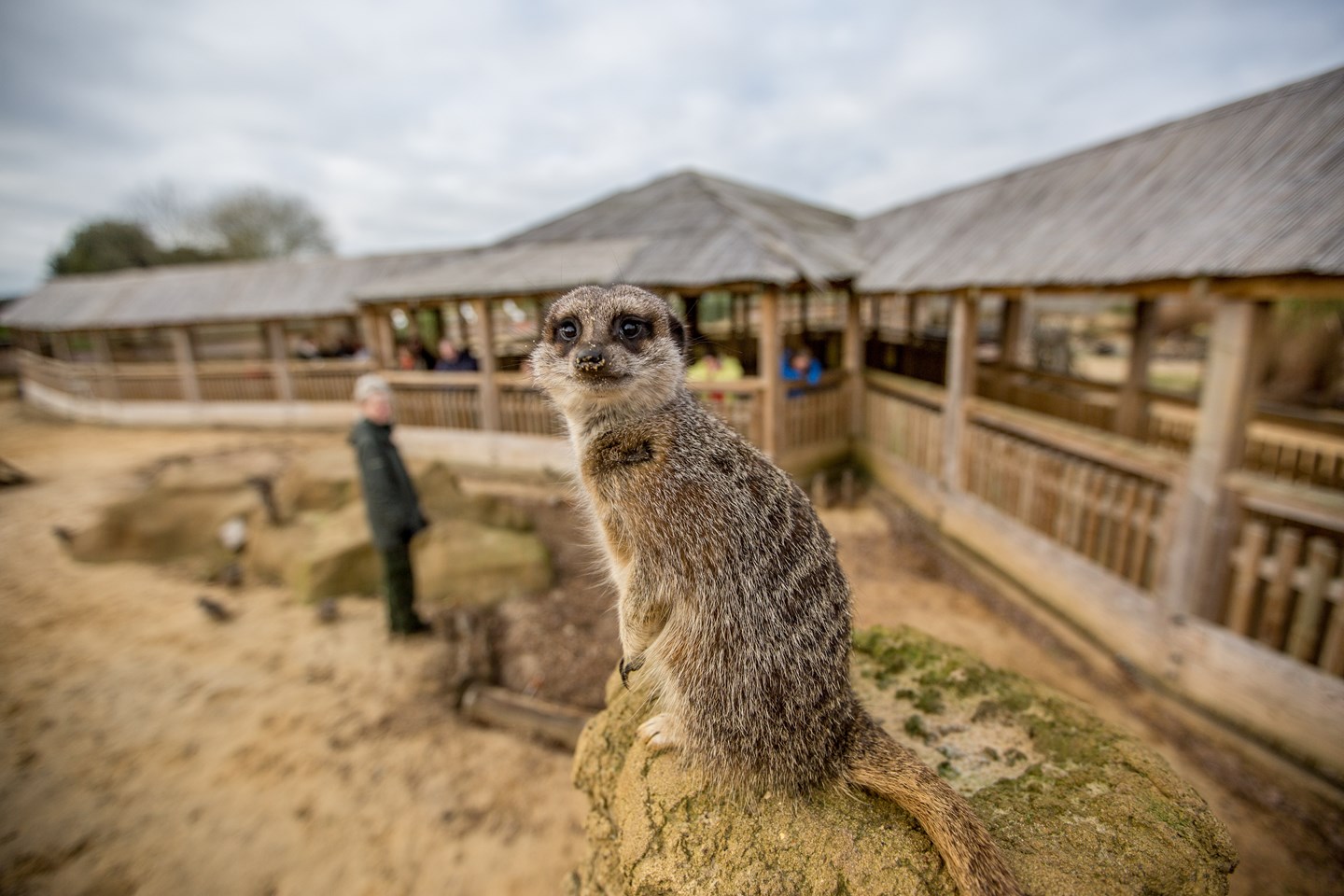 Meerkat stares at camera from enclosure in Desert Springs while visitors watch from viewing platform