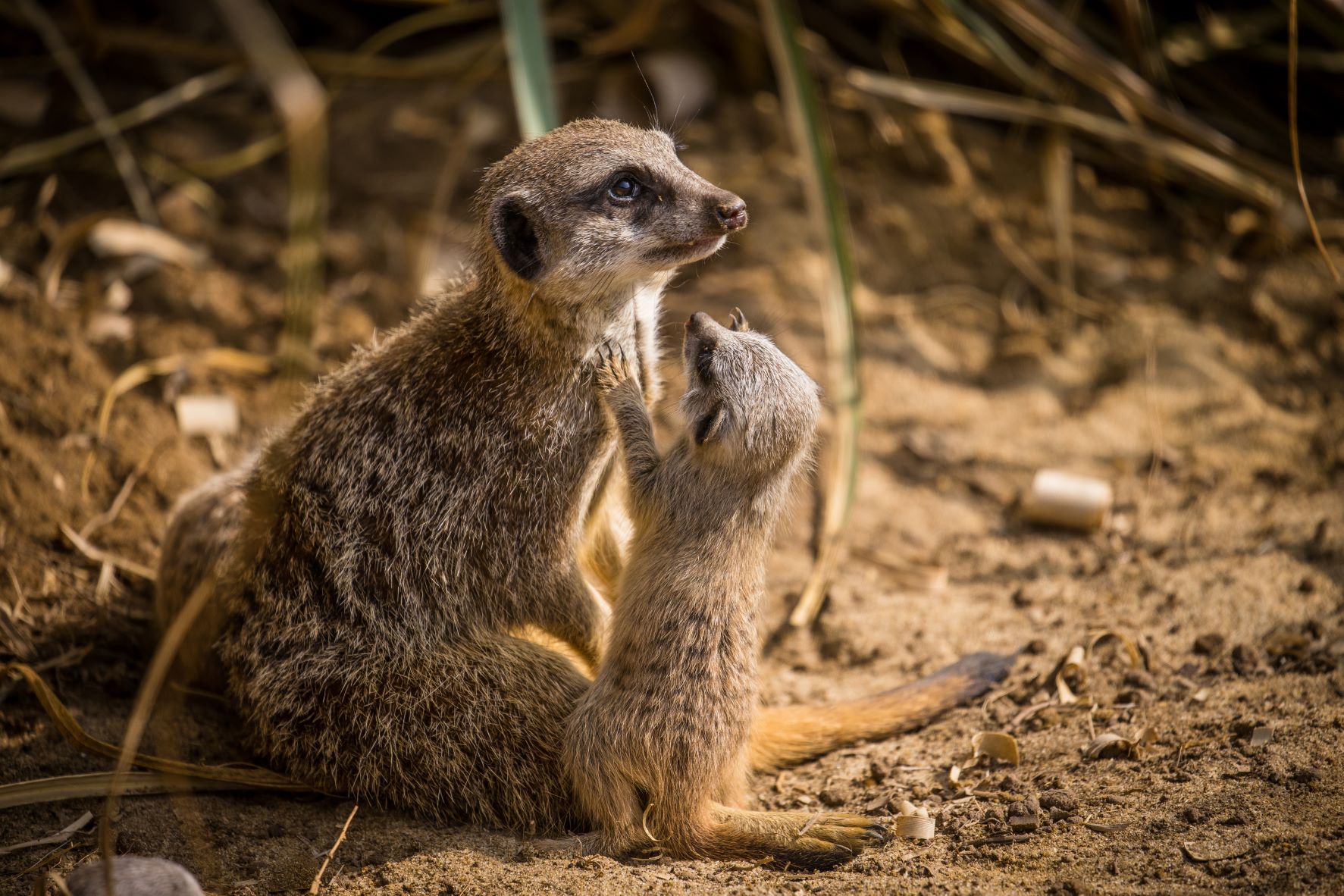 Pansy the meerkat with one of her pups at Woburn Safari Park.jpg