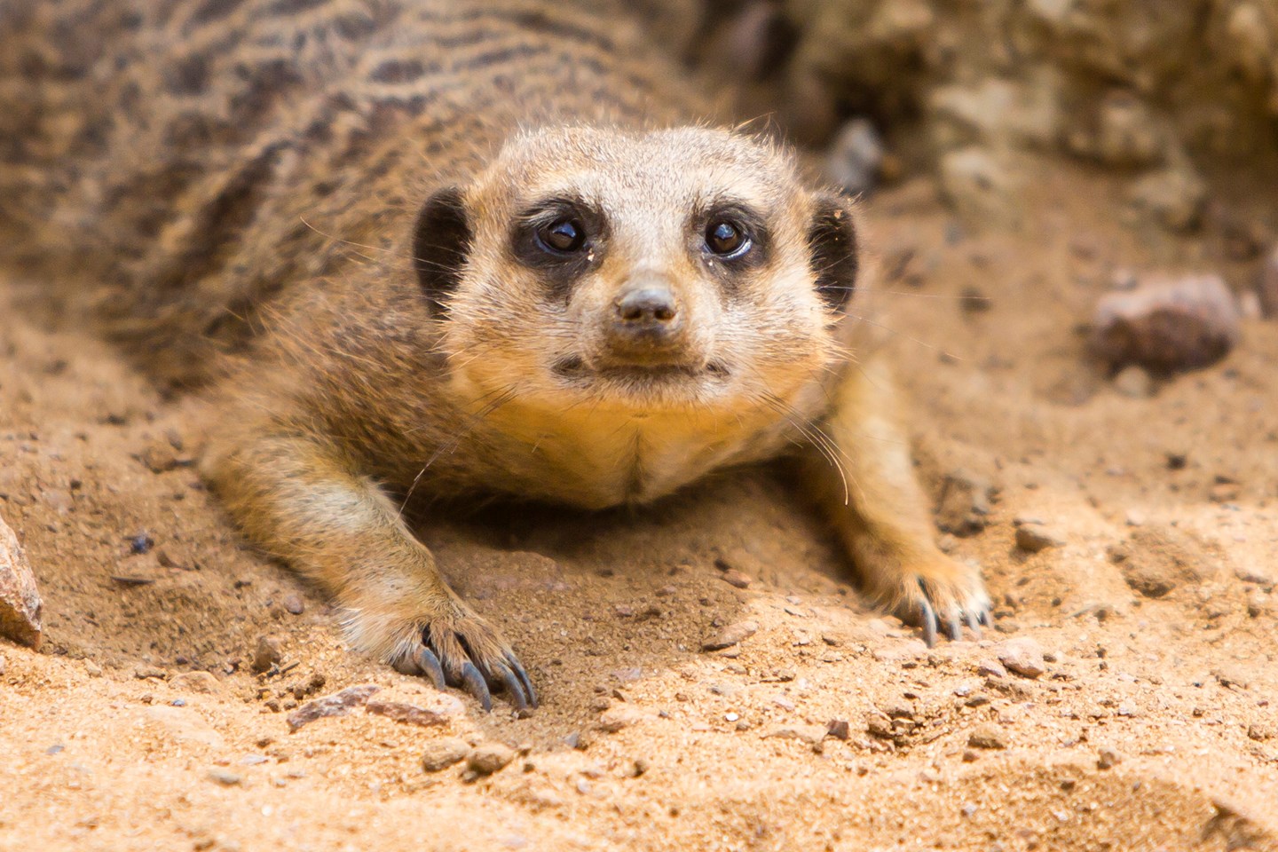Meerkat looks up from laying down in sandy enclosure 
