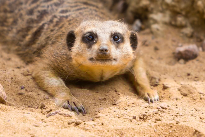 Meerkat looks up from laying down in sandy enclosure