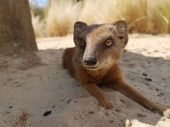 Close up of mongoose lying down in sand in Desert Springs