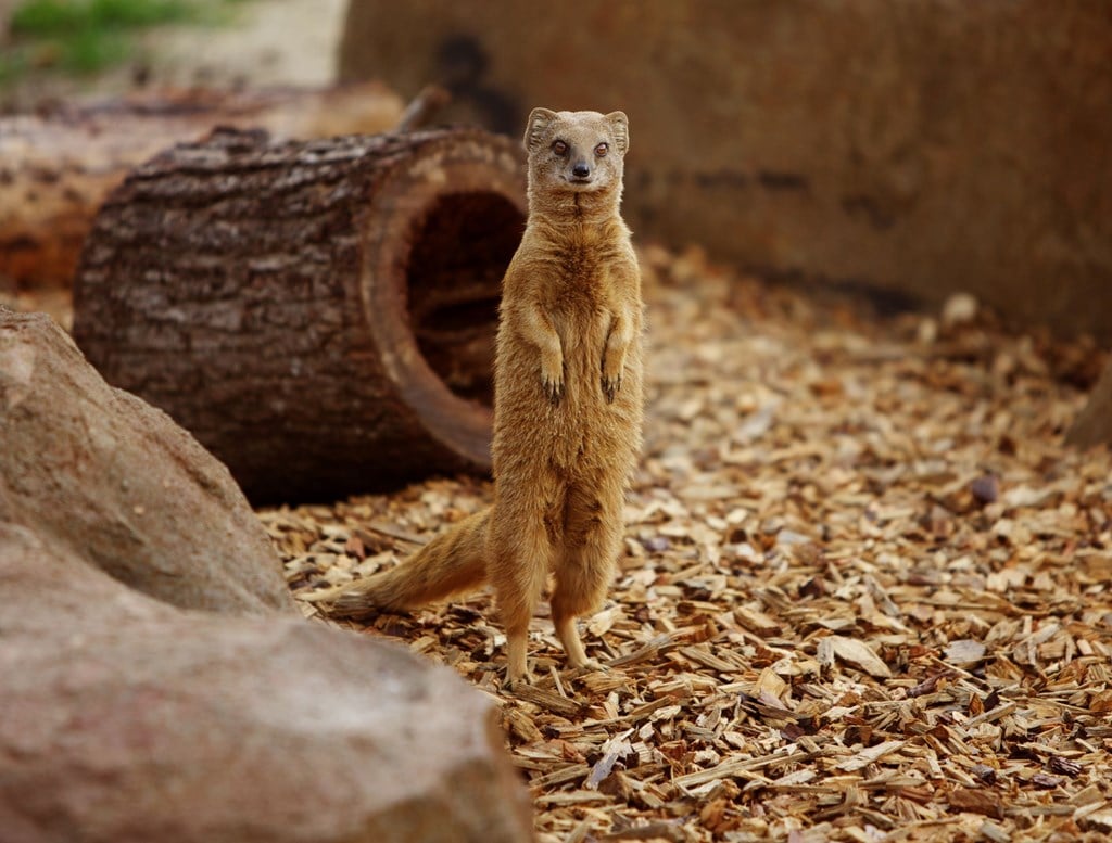 Image of mongoose at woburn safari park