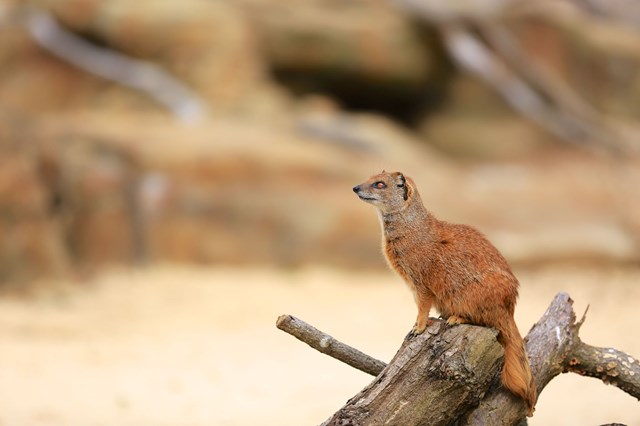 Yellow mongoose perches on logs in Desert Springs