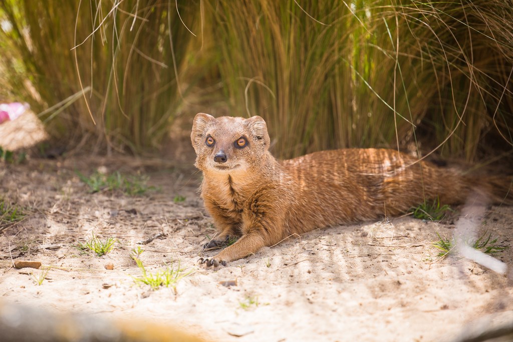 Mongoose looks at camera from lying down position in the sand surrounded by reeds 