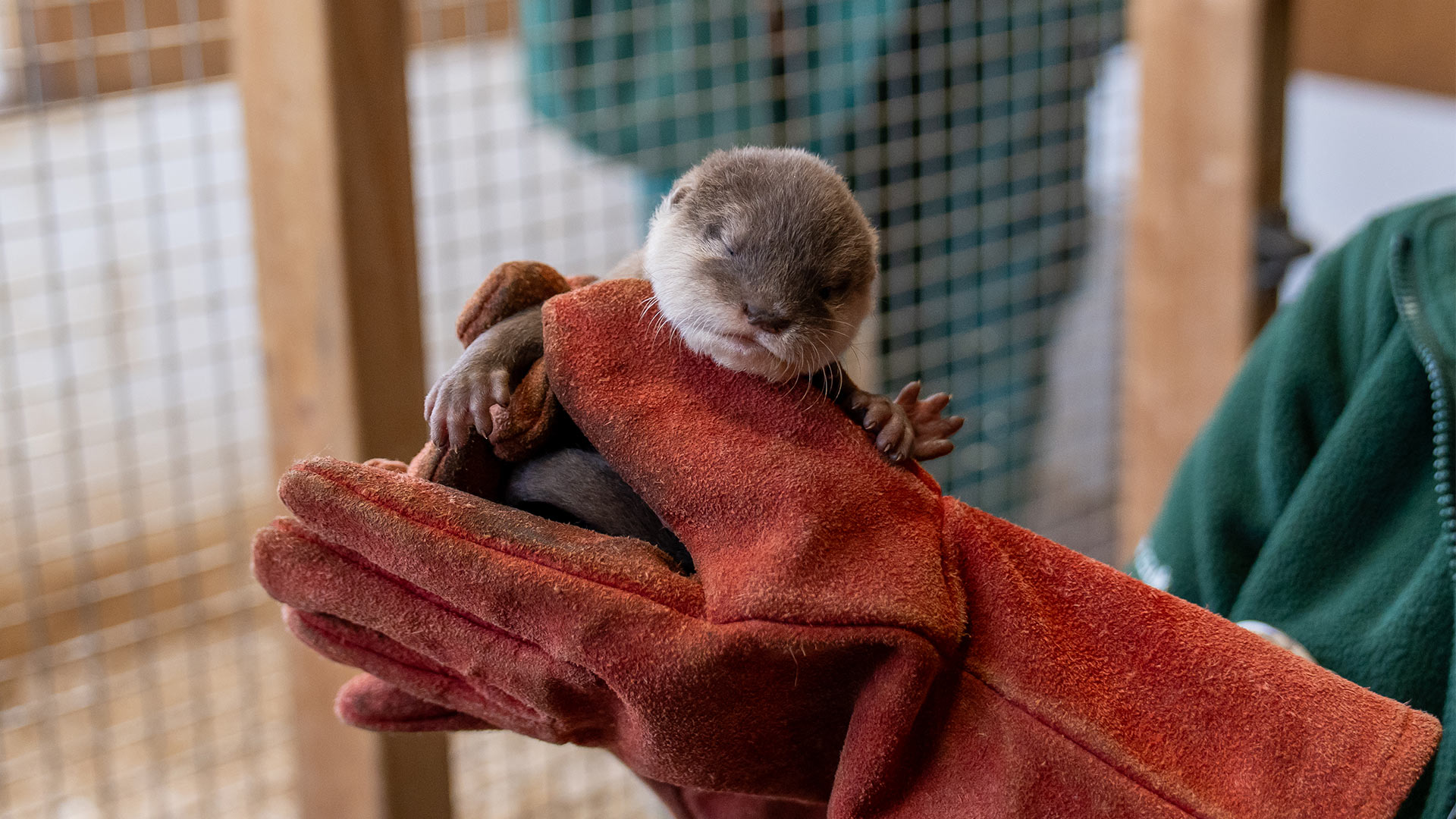 Baby Otter held by keeper for health checks 