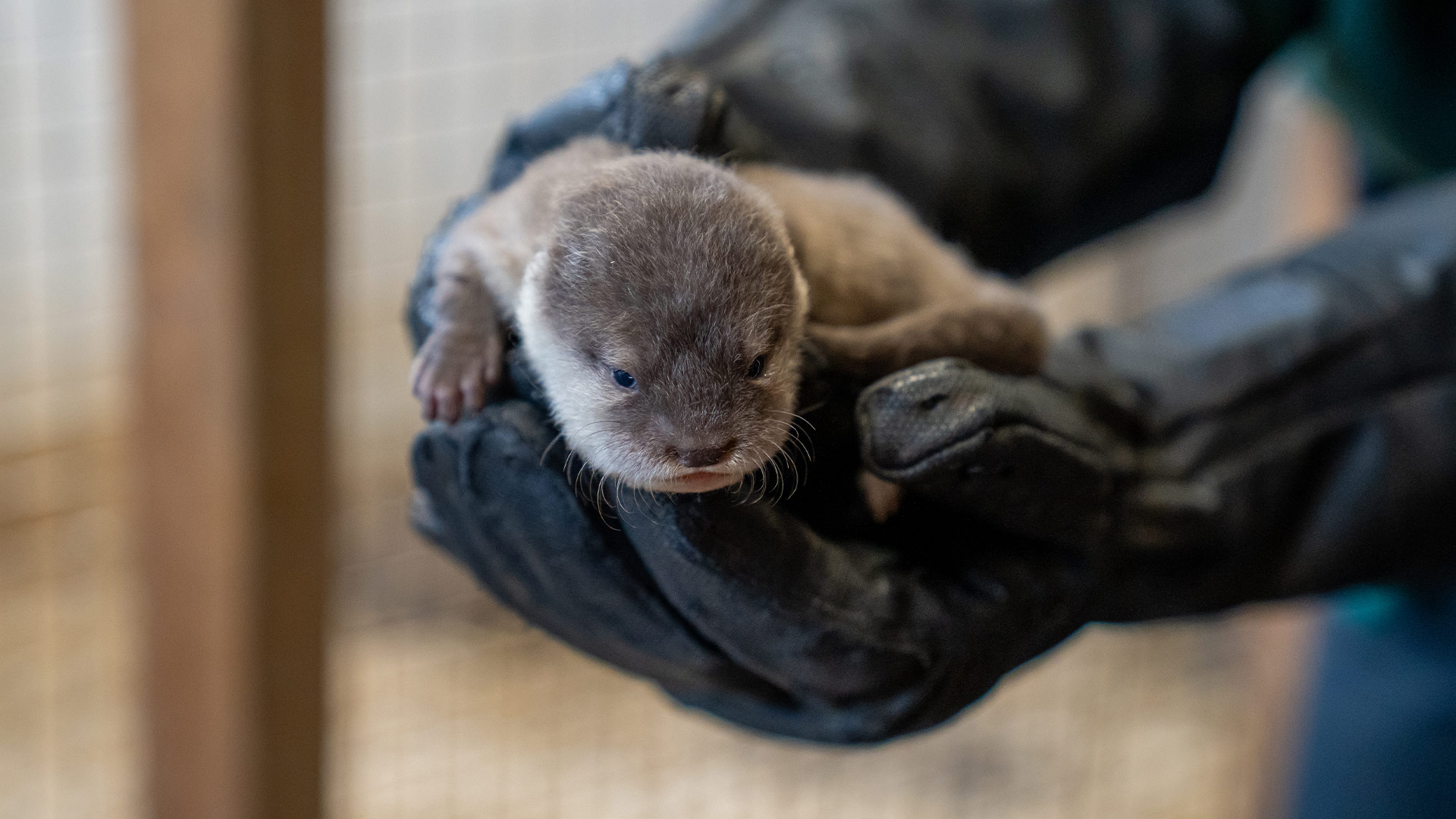Baby otter looking at camera