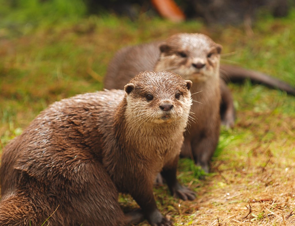 Two otters stand together on grass
