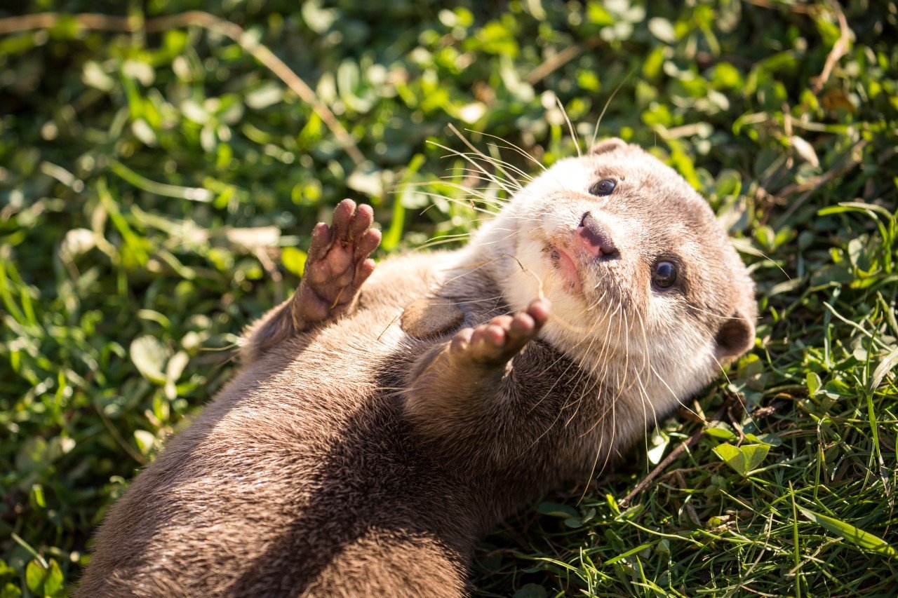 Asian short-clawed otter | Woburn Safari Park