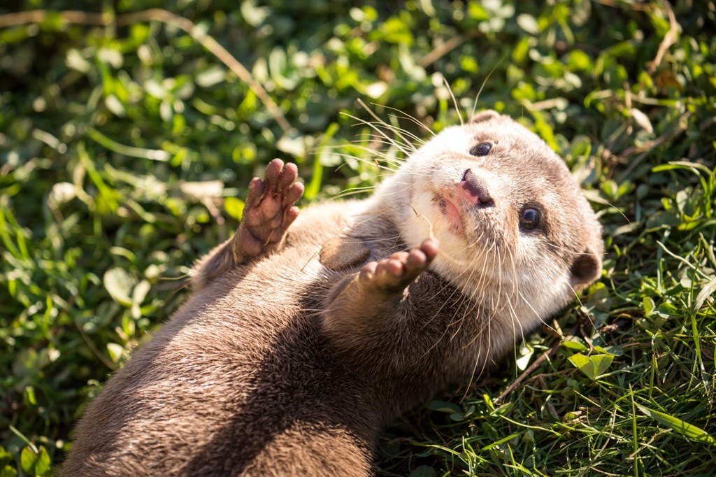 Cute otter lays on its back with its paws up laying on some grass