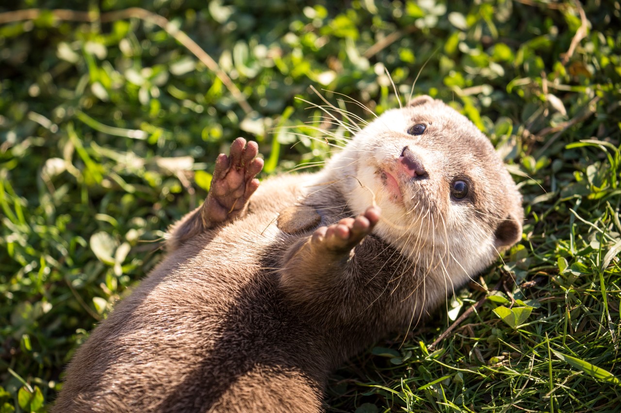 Cute otter lays on its back with its paws up laying on some grass