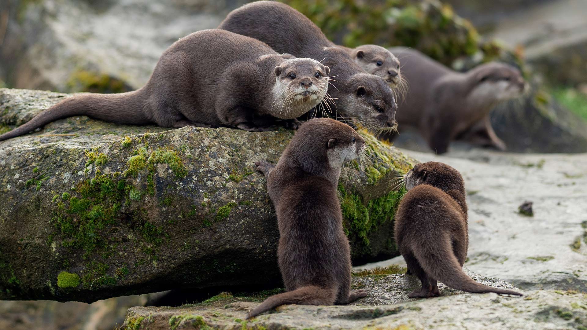 Three Asian short clawed otter pups with adults at Woburn Safari Park
