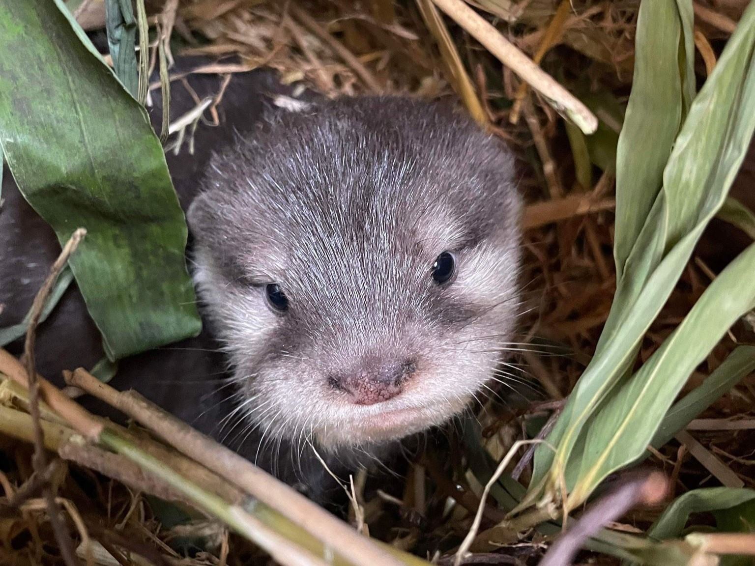 OtterPup_2024_KeeperJames.jpg