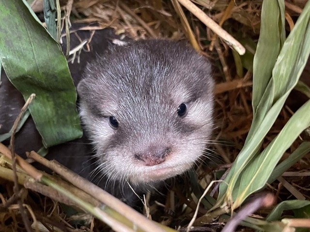 Image of otter pup 2024 keeper james