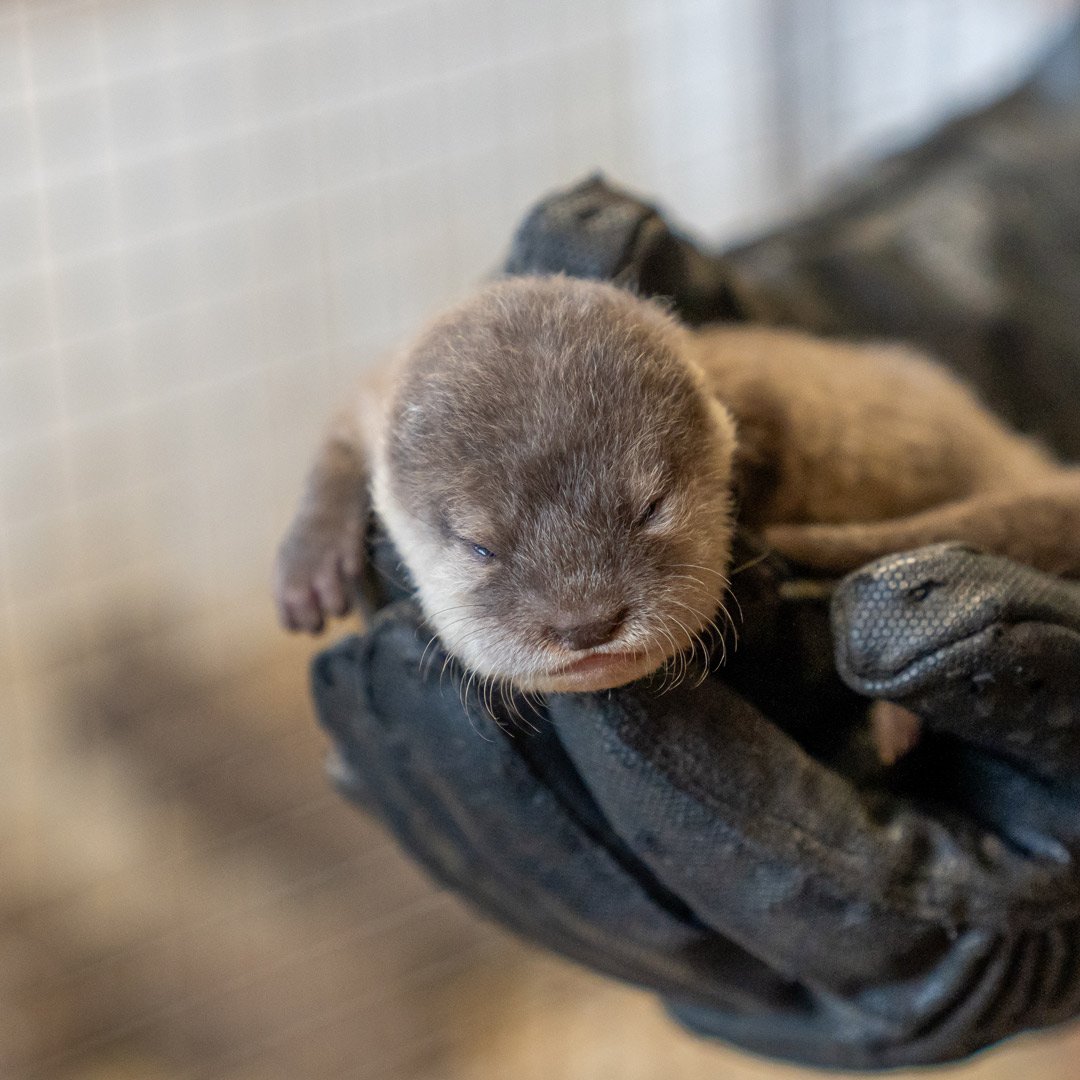 Otter pup held by keeper in safety glove for healthcheck