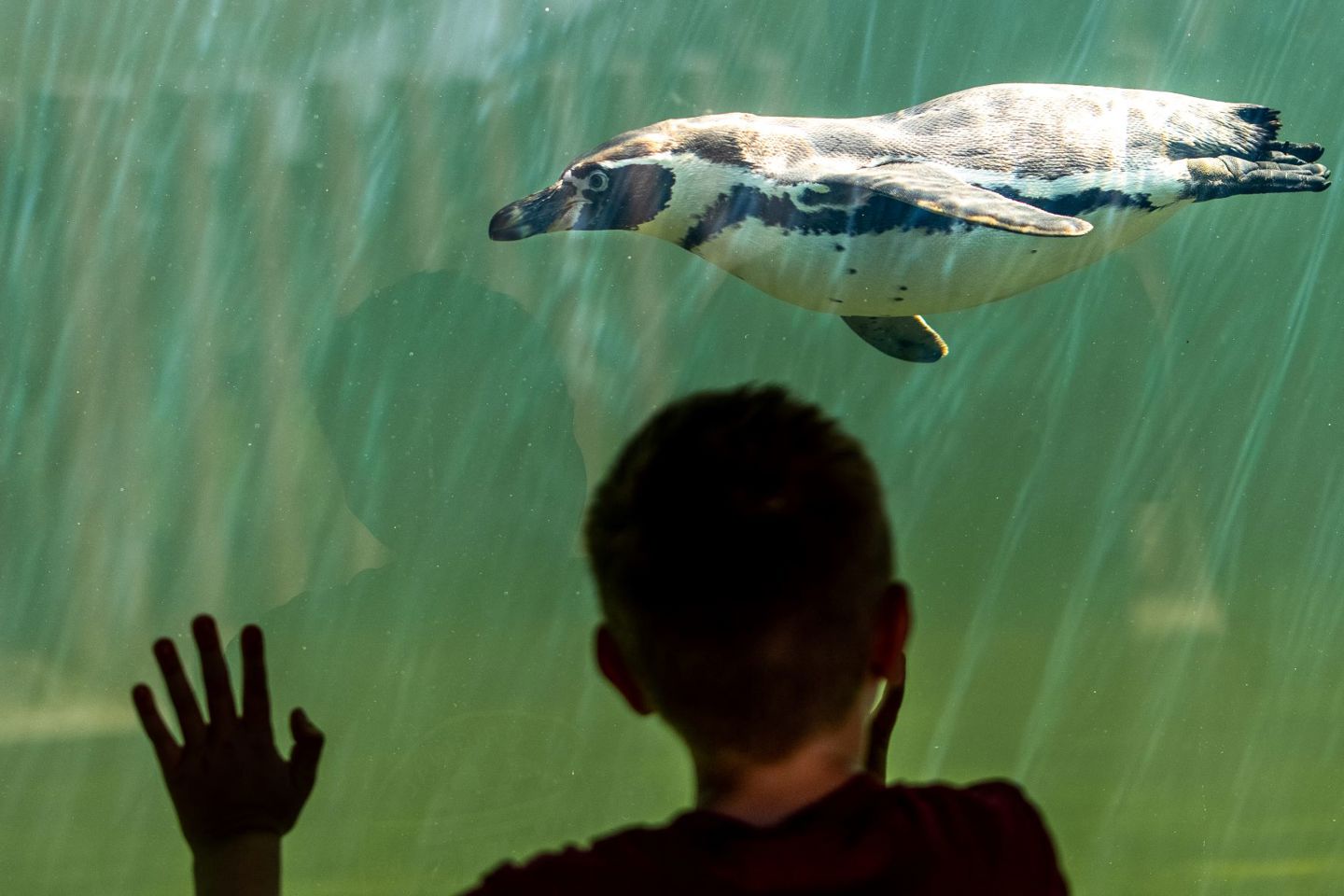 Child watches humboldt penguin swim past underwater viewing window