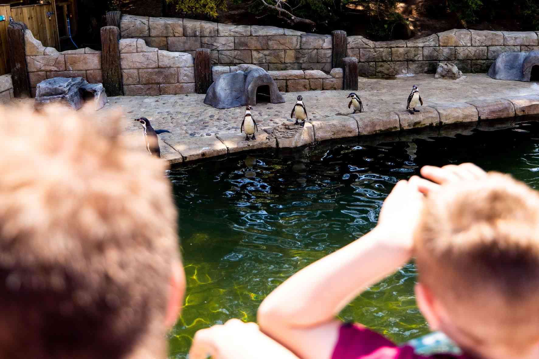 Children looking at penguins at Woburn Safari Park.jpg