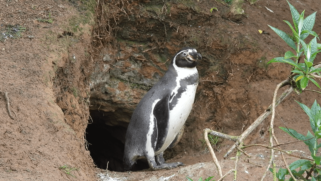 Humboldt penguin stands at entrance to underground burrow