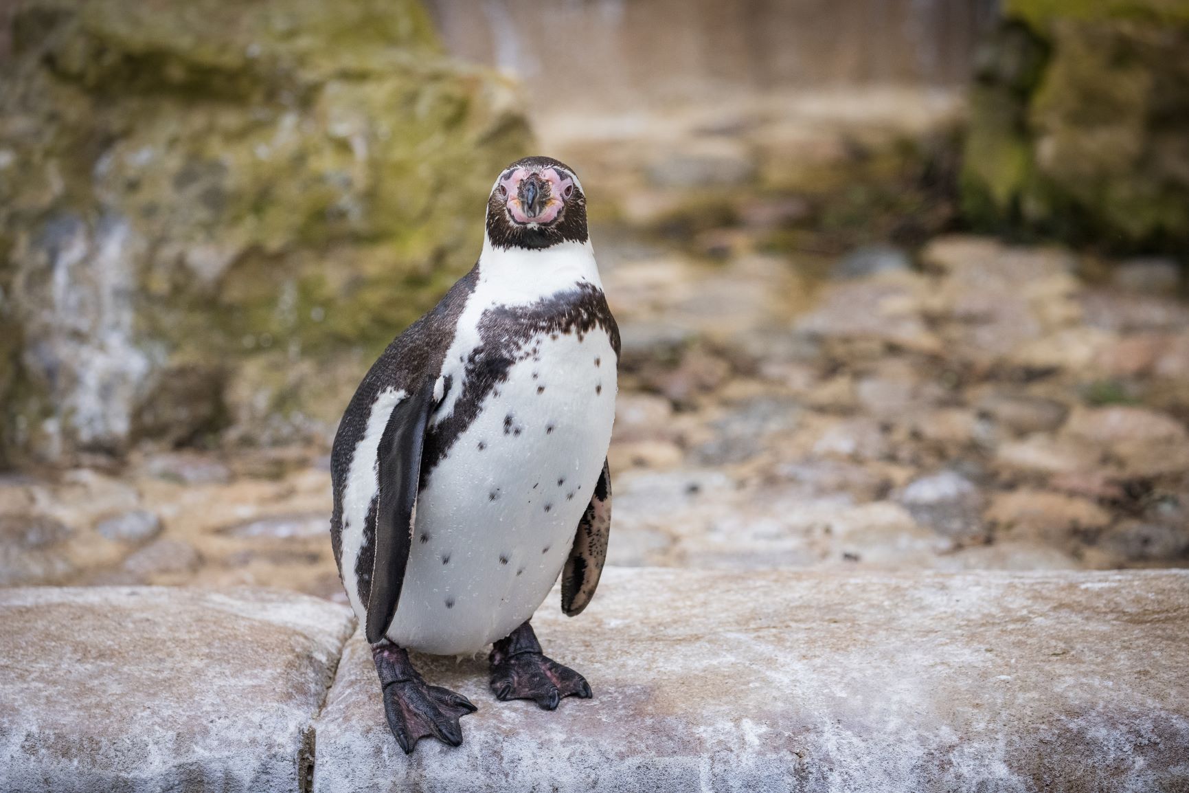 Humboldt Penguin | Woburn Safari Park