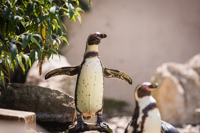 Penguin chick with flippers outstretched in penguin enclosure 