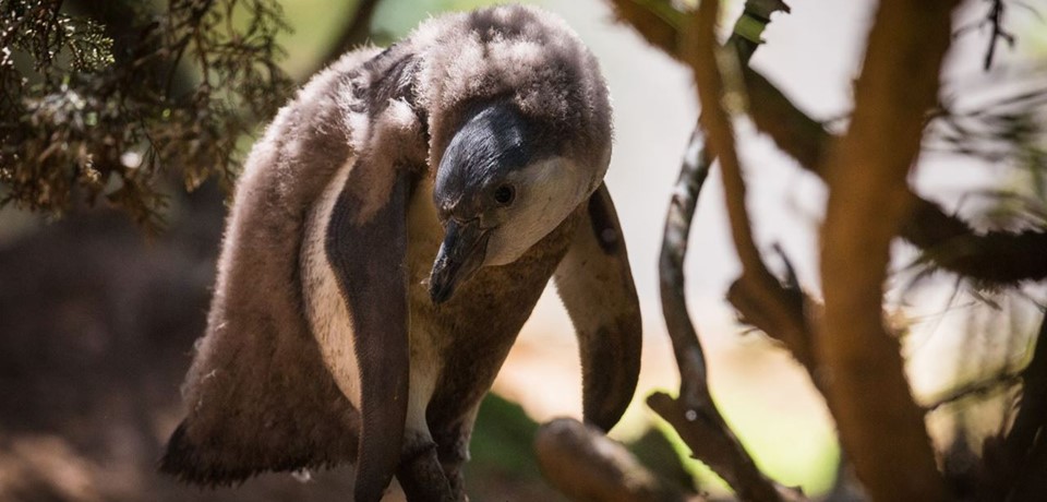 Penguin chick 2019.jpg