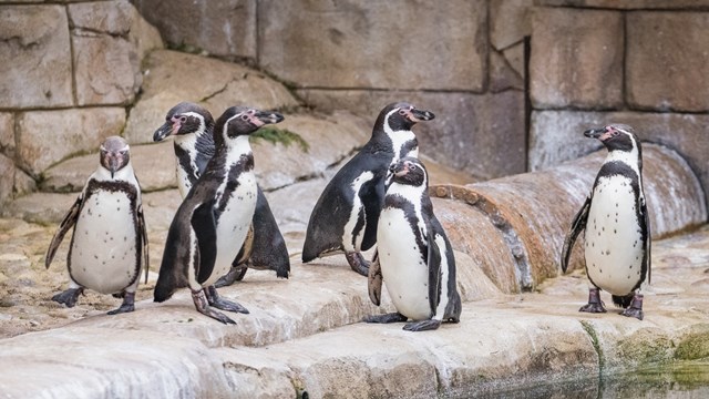 Penguin colony stand on rocky ledge of pool 