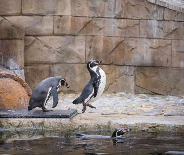 Penguins leap into pool from rocky ledge