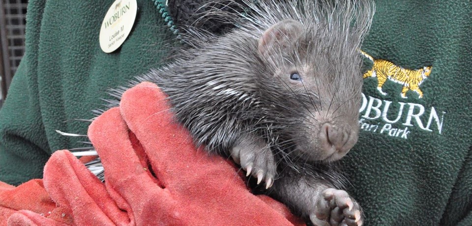 Porcupette.jpg