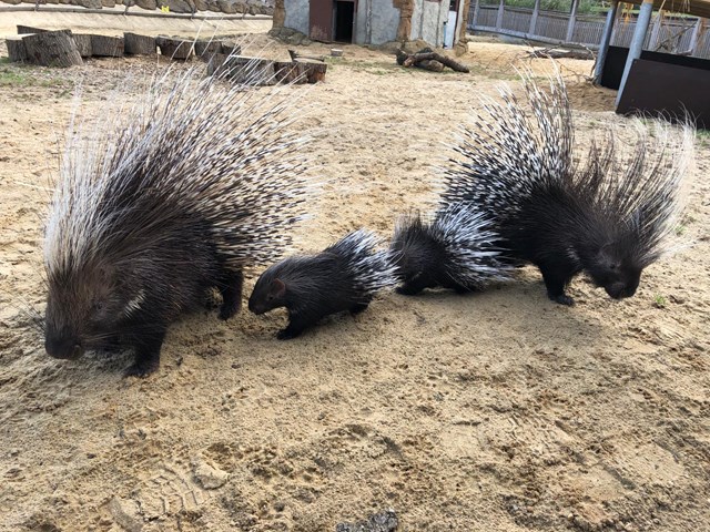 Porcupine family with two small babies walk around sandy enclosure 