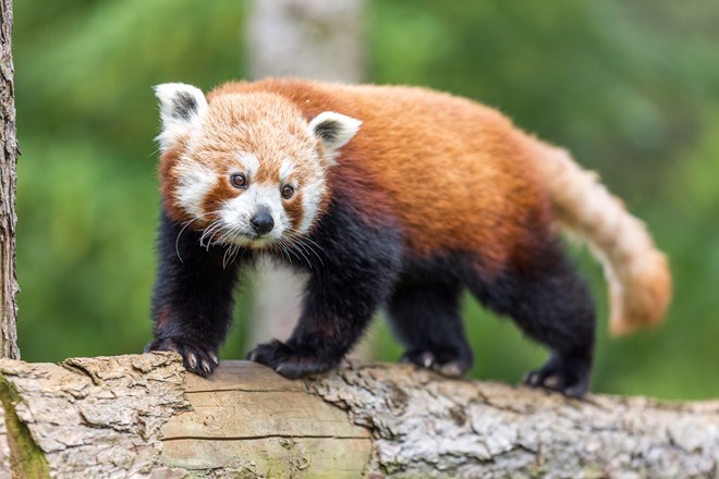 Red Panda walks along log 