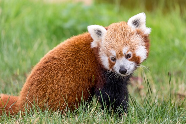 Red Panda sits in grass