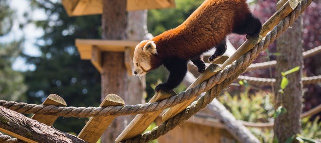 Red panda walks along suspended rope bridge in enclosure 