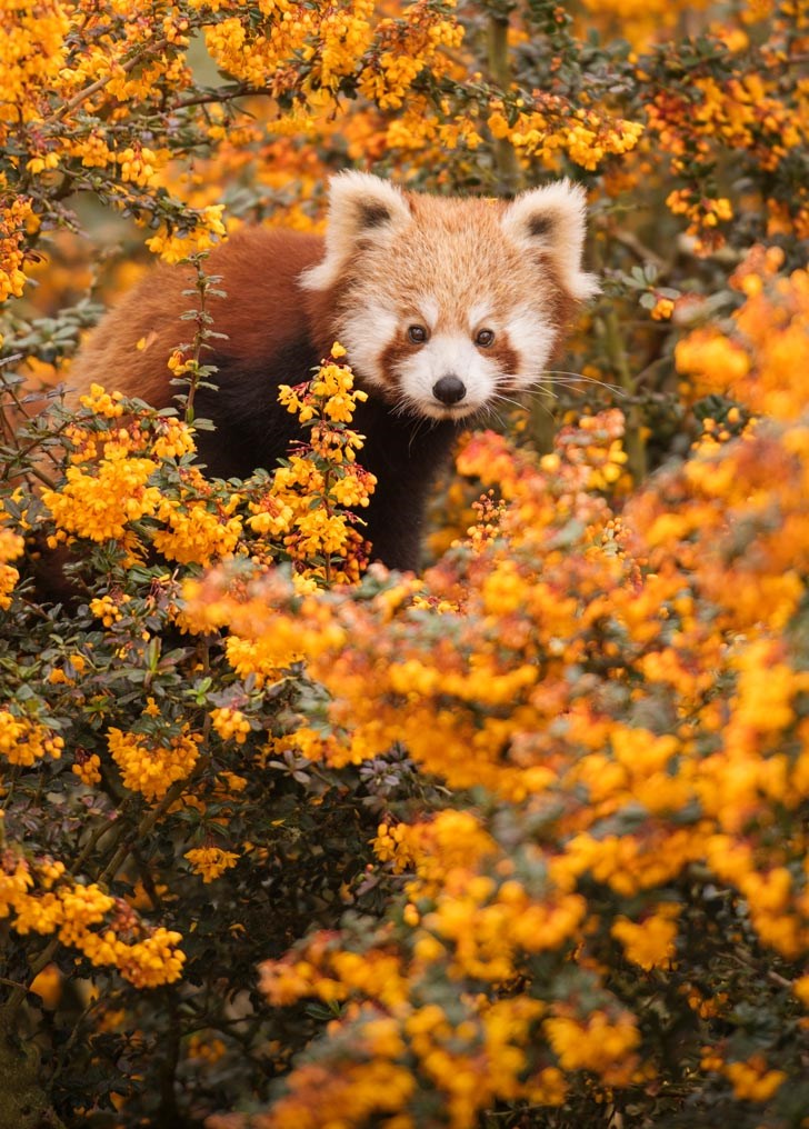 Red Panda surrounded by orange flowers 
