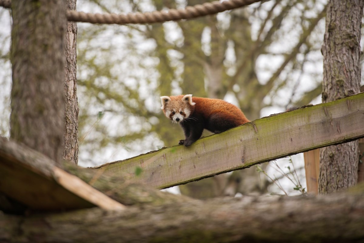 Red panda climbing across wooden beam