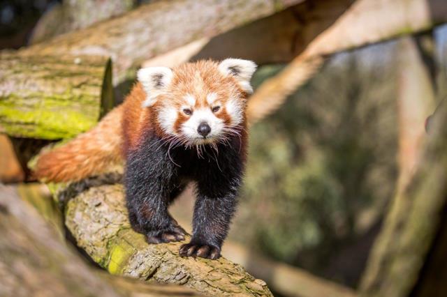 Red panda walks along log beam